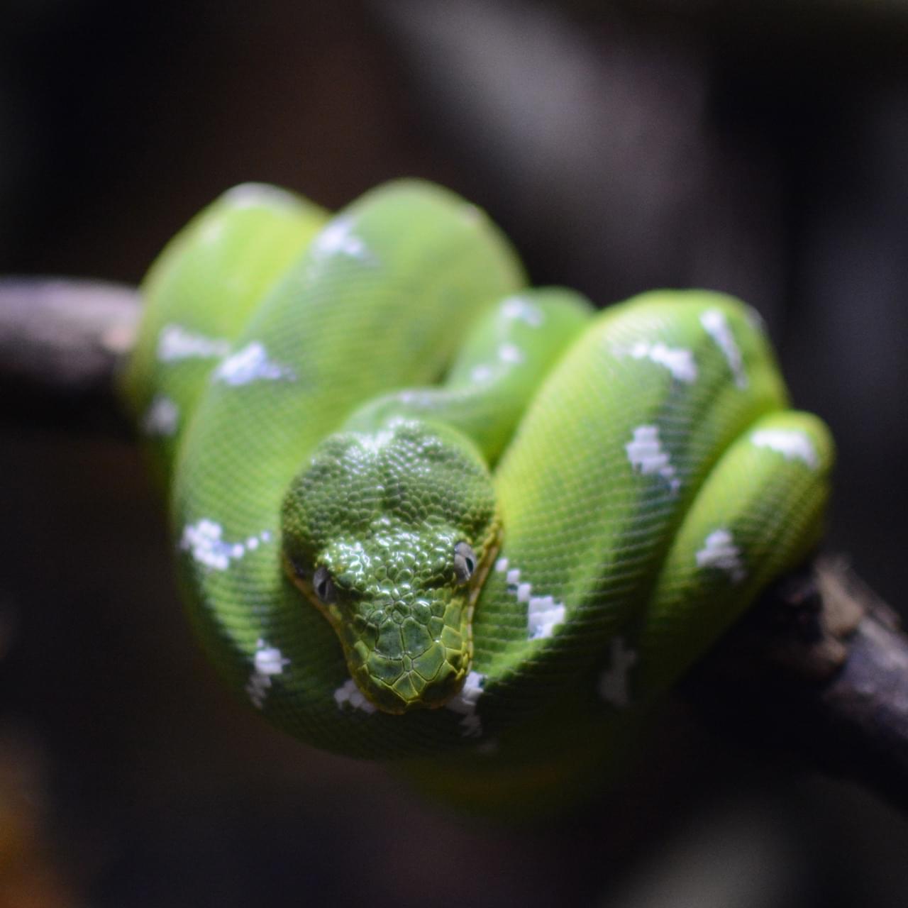 Una boa esmeralda con rayas blancas.