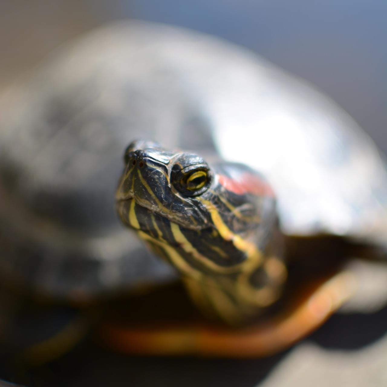Una tortuga de orejas rojas.